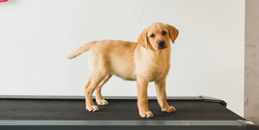 Dog on walkpad